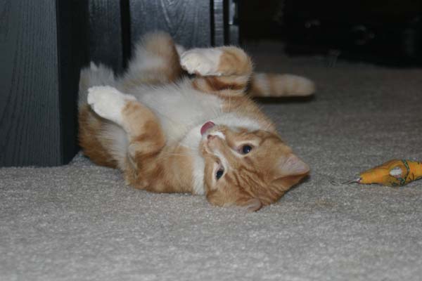 Cat playing on back