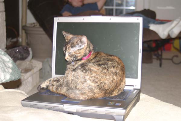 Cat on laptop